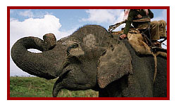 Kaziranga National Park