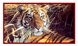 tiger watching at ranthambore